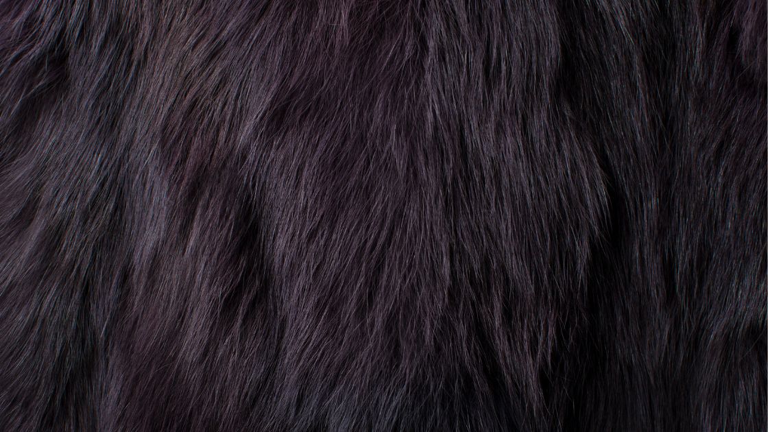 animal fur